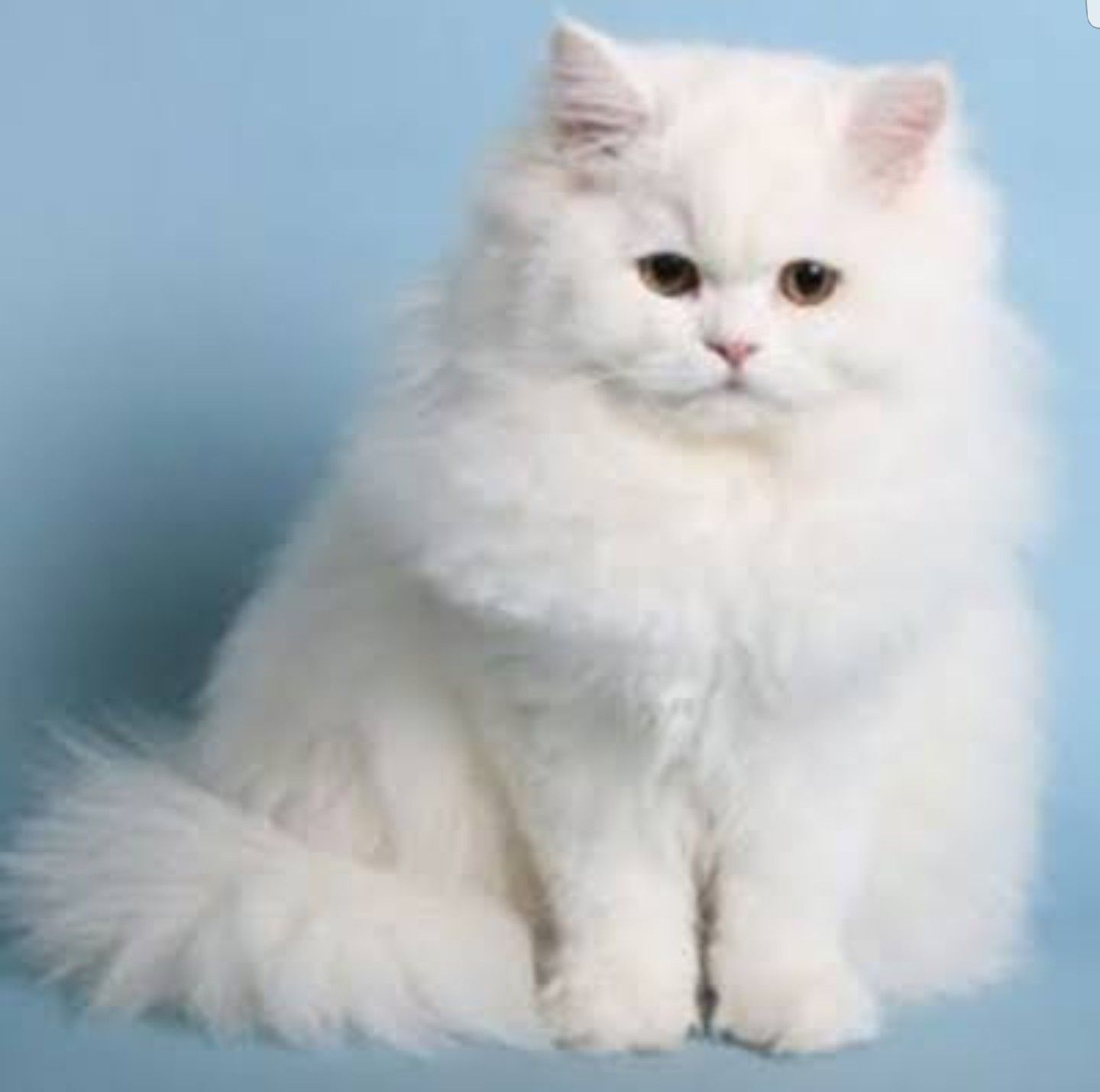 Persian Cat Price in India, Facts, Breed Information and Characteristics