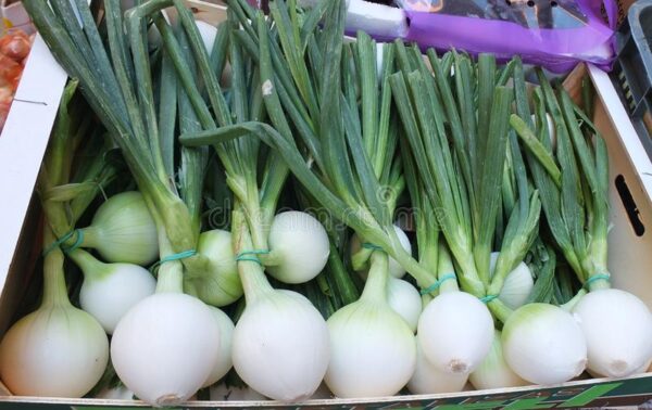 Spanish onions: Characteristics, Cultivation and FAQs