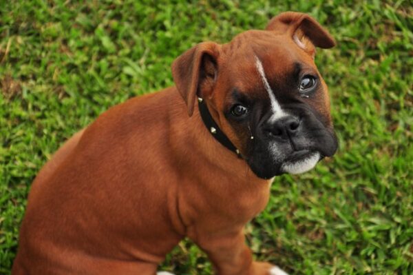 7 Things You Should Not Do With Boxer Dog Breed