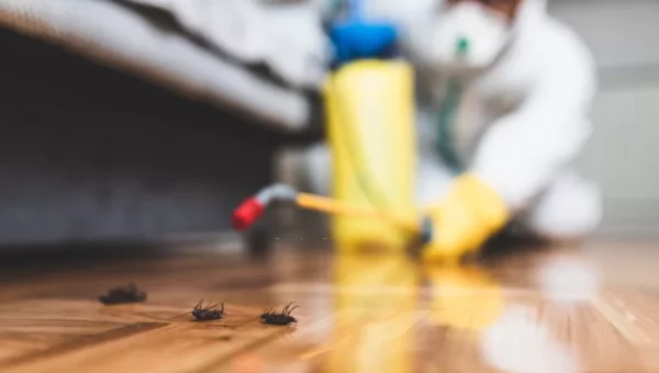 What makes an incredible Pest Control Service In Canberra?
