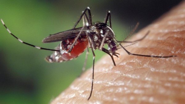What Draws Mosquitoes to You and Your House?