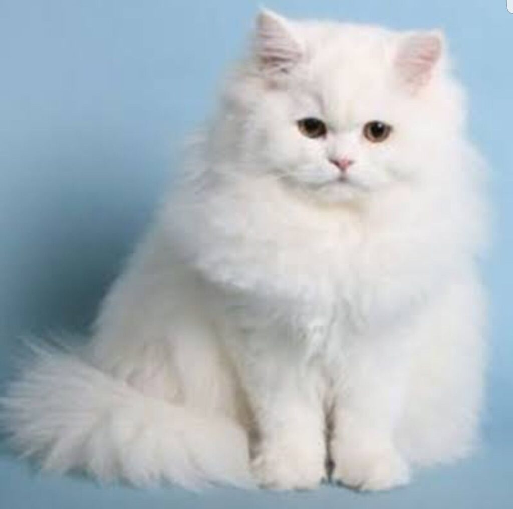 Persian Cat Price in India, Facts, Breeding EVOKING MINDS