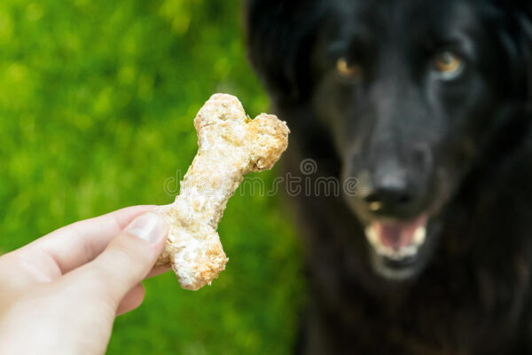 Can Dogs Eat Oatmeal Cookies? Is Oatmeal Safe For Dogs?