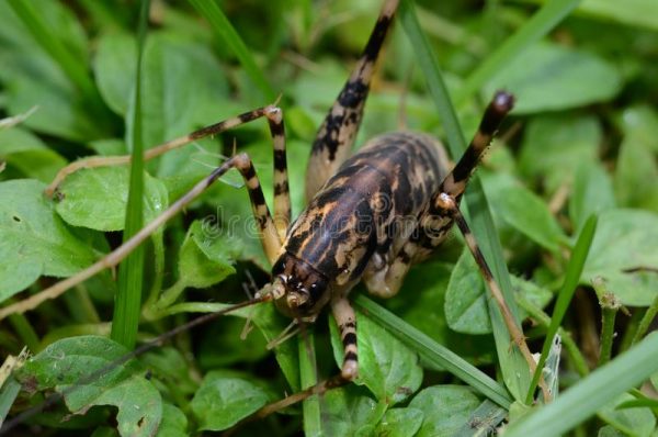 Facts About the Spider Cricket