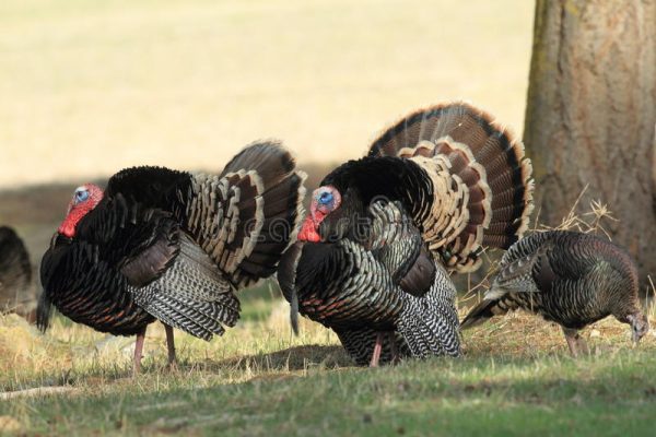 Turkey Grand Slam: Which Turkey Species is the Toughest?