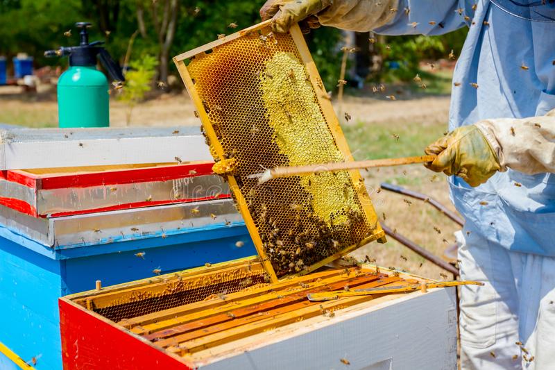 How to get rid of bees without killing them
