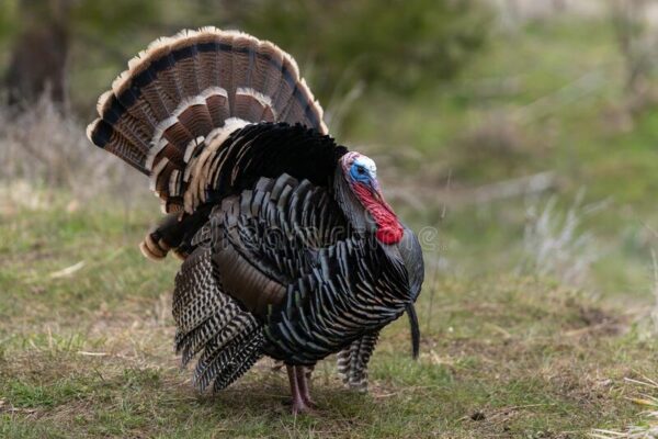 Why Do Turkeys Gobble? What Does The Sound Means?