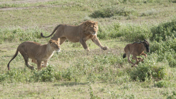 Lion Speed Facts: How fast can a lion run?