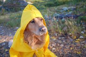 How to Make A Rain Jacket for Your Dog