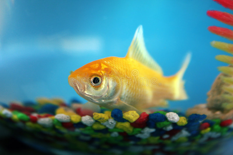 What is the scientific name of goldfish? Explanation