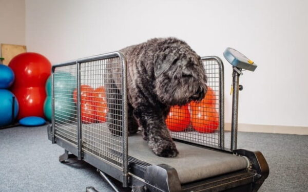 How To Make Your Dog Love The Treadmill