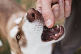 Everything You Should Know About Dog Bite Cases￼
