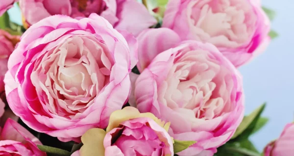 Meaning Behind Popular Mother’s Day Flowers