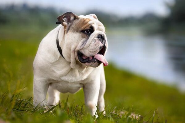 What Are the Ways to Identify a Purebred English Bulldog?