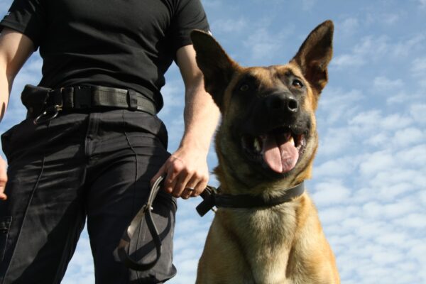 Core Benefits of Using Dog Handlers for the Security of Dogs: