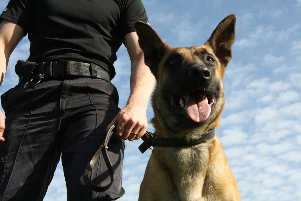 Security Dog Handlers Essex