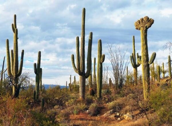 Hierarchy and Tips of Trimming Cactus in Arizona