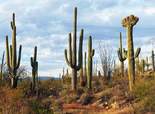 Trimming Cactus in Arizona - remove a saguaro cactus - Az Cactus Experts