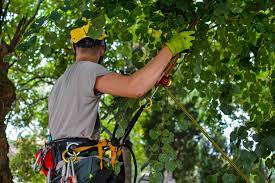 Why there is a Need to Hire a Local Arborist? Expert Guide