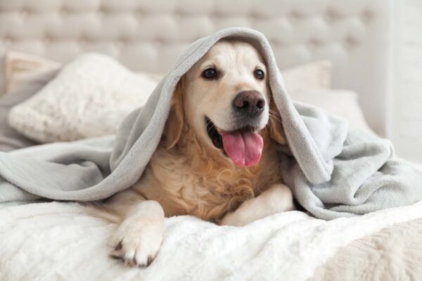 How to choose the best dog bed blankets for your pet