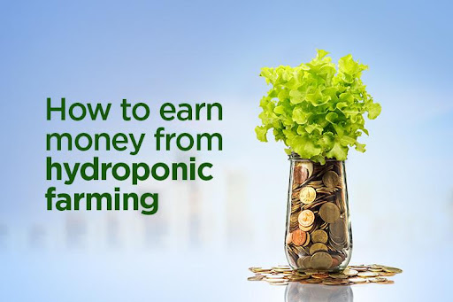 How to earn money from hydroponic farming