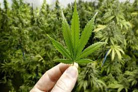 Medical Marijuana’s Benefits | Seedsupreme