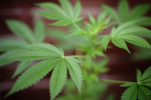 A Few Legit Reasons to Legalize Marijuana Everywhere