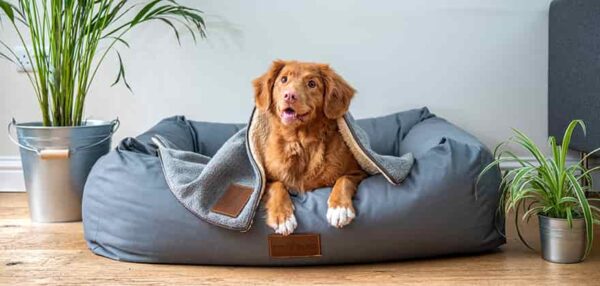 In Search of a Dog Bed That Your Pet Will Love