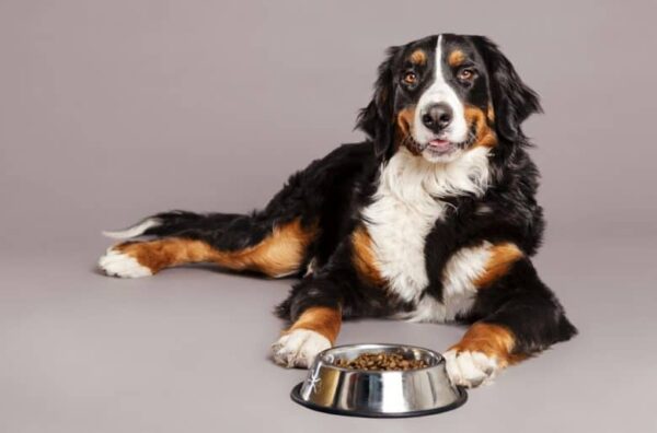 5 Foods To Conquer Dog Worms