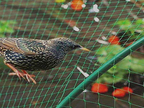 Why Do I Need Anti-Bird Netting in Slough?