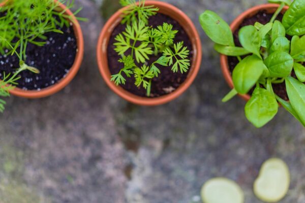 Windowsill herbs: How to grow and its culinary uses