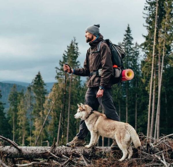 Best Dogs To Go Hiking With 