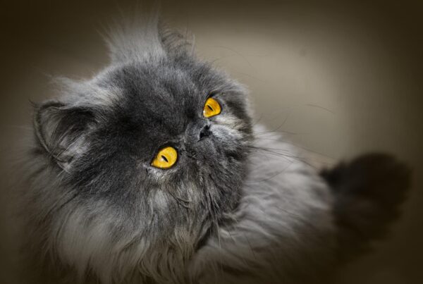 Some Facts About The Persian Cats
