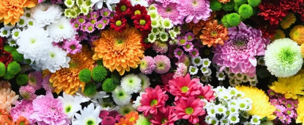 Flowers Offer Both Health And Economic Benefits