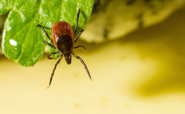 Myths About Ticks to Exterminate