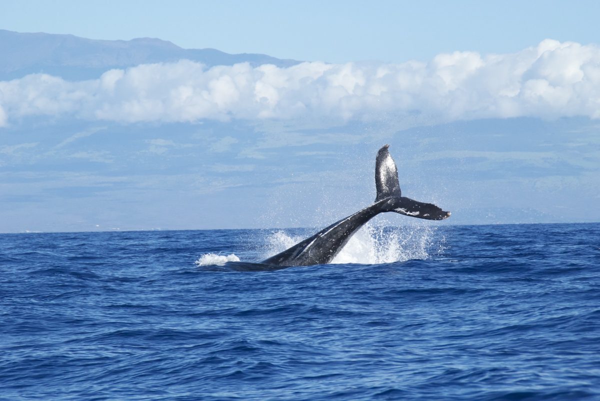 Some Effective Tips for a Successful Whale Watching Trip