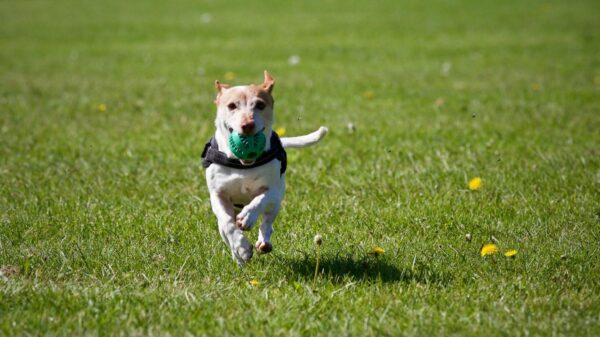 How To Train Your Dog? – A Beginner’s Guide