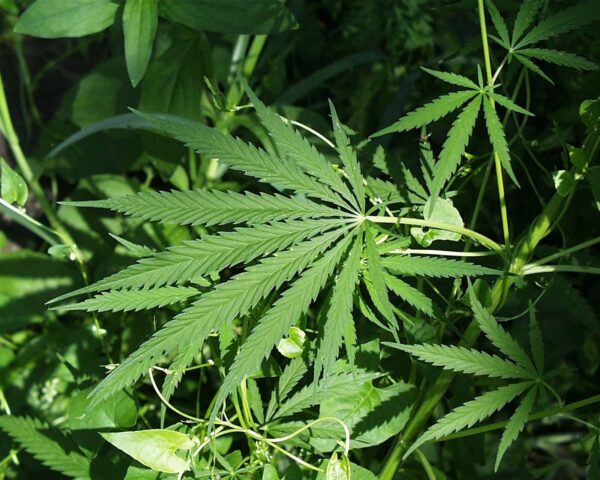 How to Top Your Marijuana Plants?