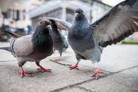 How to Get Rid of Pigeons for Good: The Complete Guide