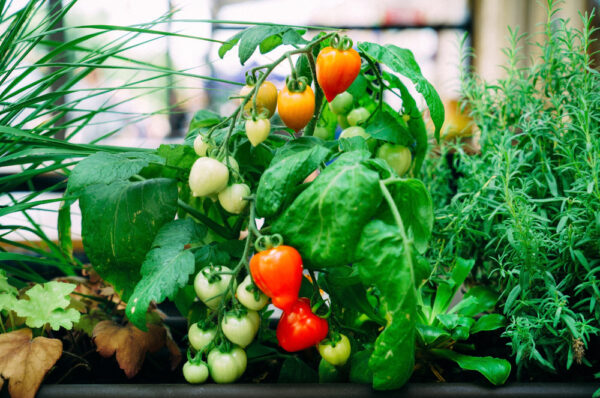 5 Most Cost-Effective Vegetables to Add to Your Garden