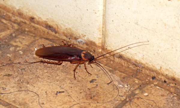 What Do You Do If Your House is Infested with Cockroach?