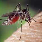 What Draws Mosquitoes to You and Your House