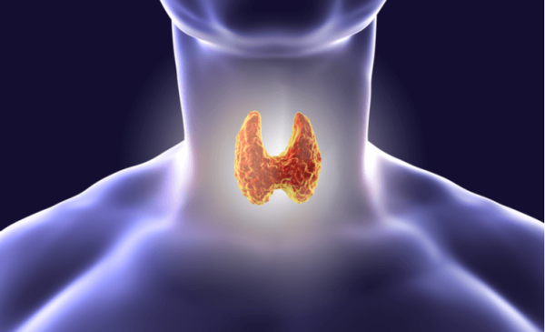 Navigating Thyroid Health – A Thyroid Specialist’s Role
