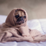 Are Dog Allergies Affecting Your Furry Friend