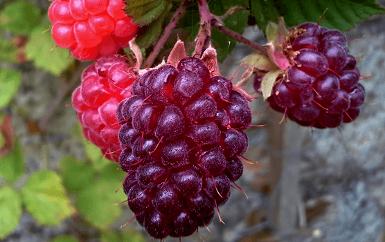 Cultivation and Culinary Uses of Loganberries